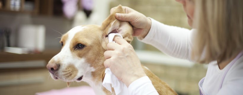 Infecciones de oído en perros: Los 5 mejores remedios naturales