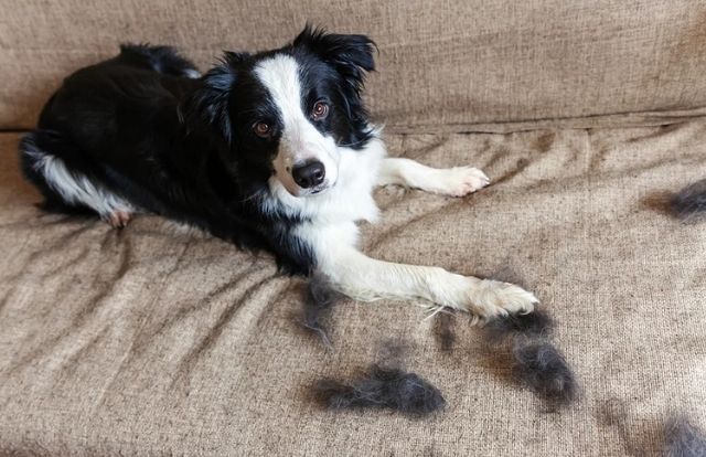 la Caída de pelo en perros
