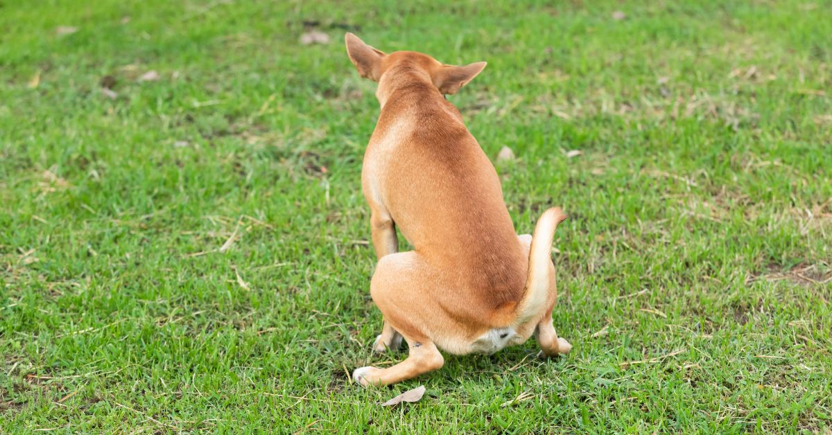 Incontinencia urinaria en perros tras la castración