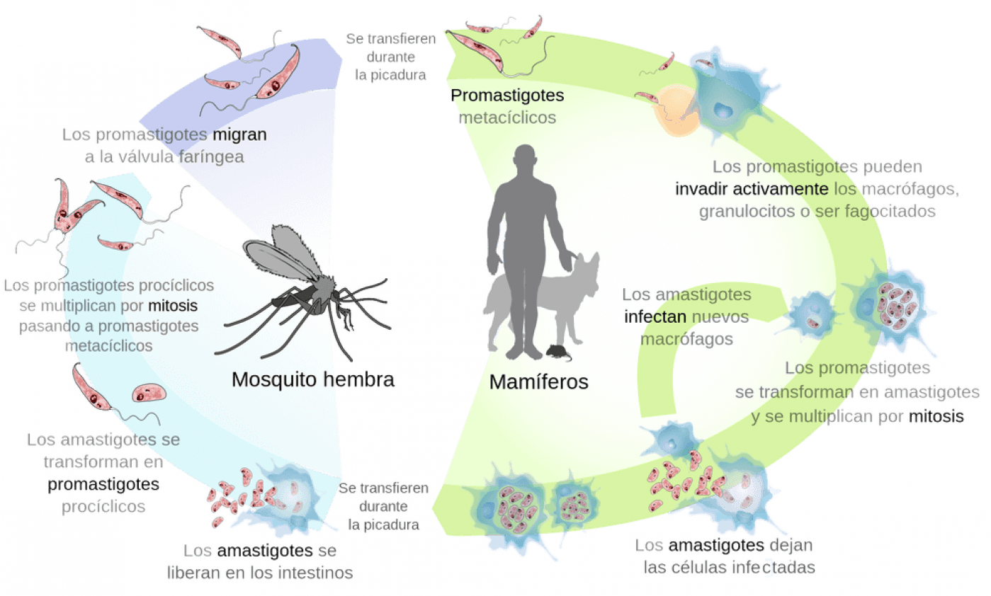 ciclo de vida de leishmania en perros
