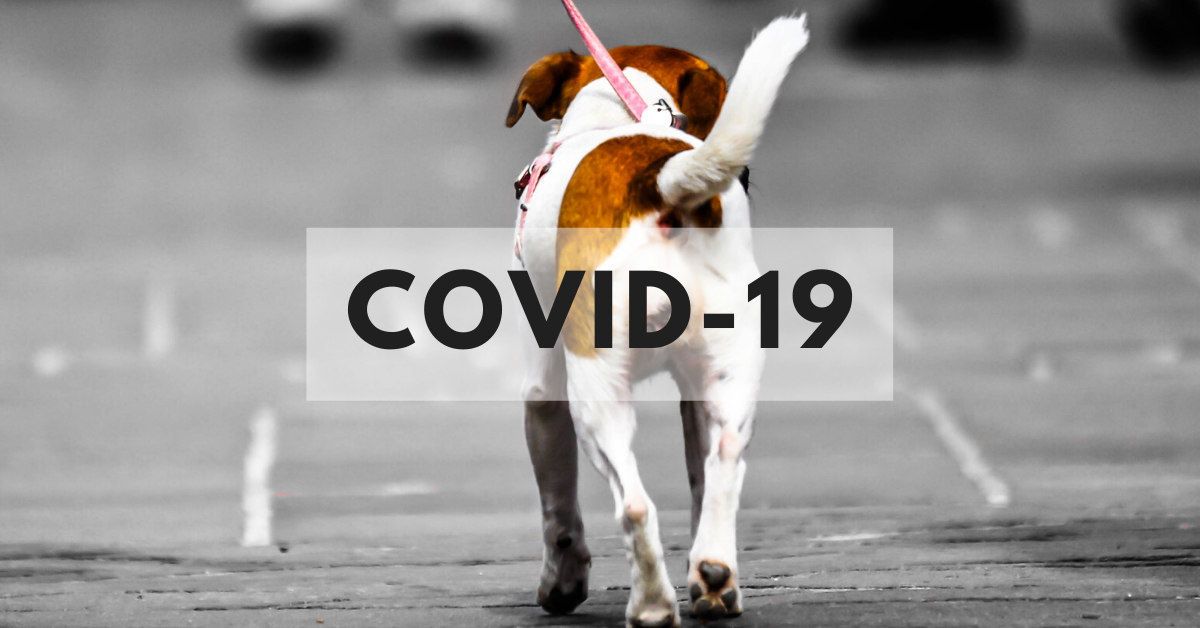 Cómo cuidar a tu perro durante la cuarentena del Coronavirus COVID-19 1 como cuidar perro durante cuarentena covid-19