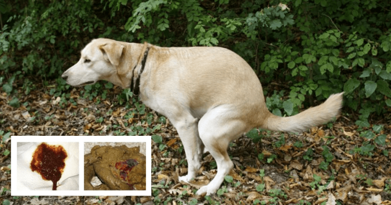 perro hace caca con sangre