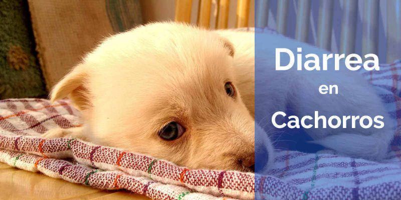 diarrea en los perros cachorros