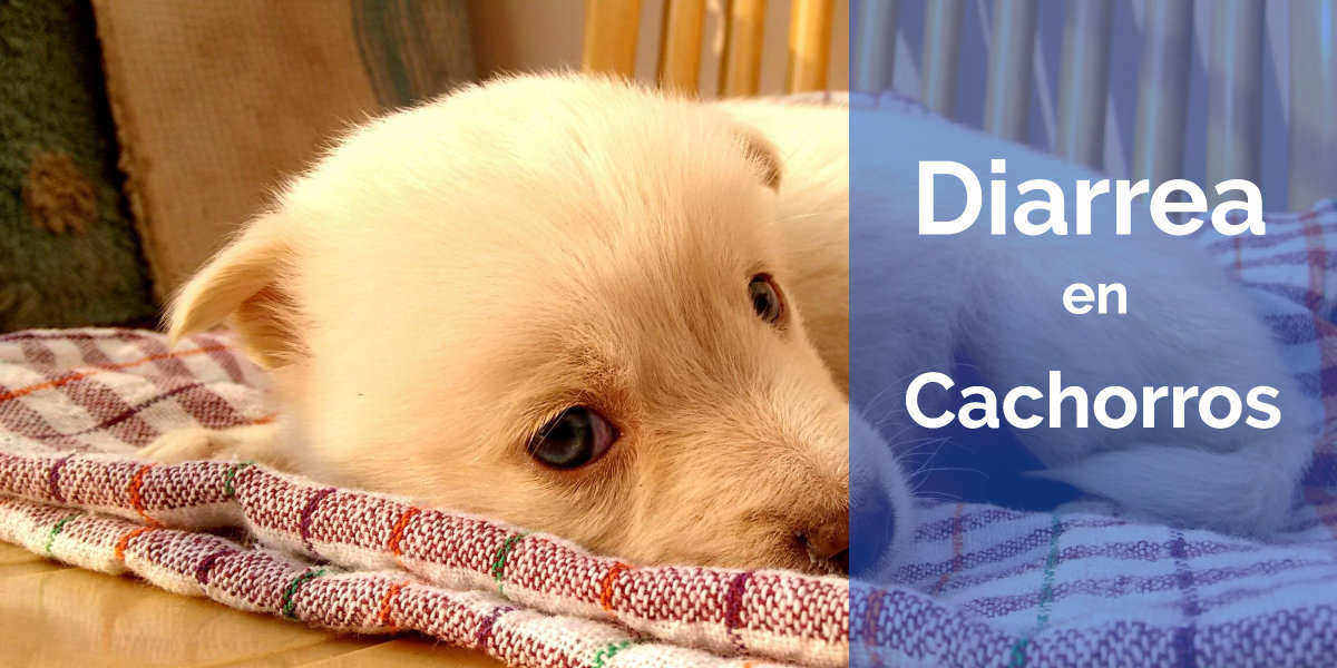 diarrea en los perros cachorros