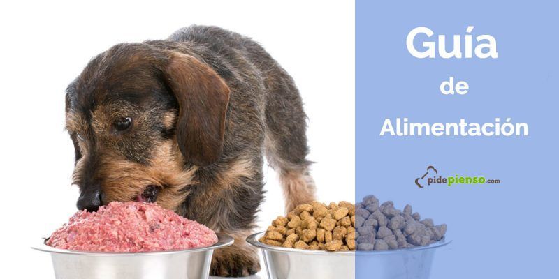 como alimentar perro