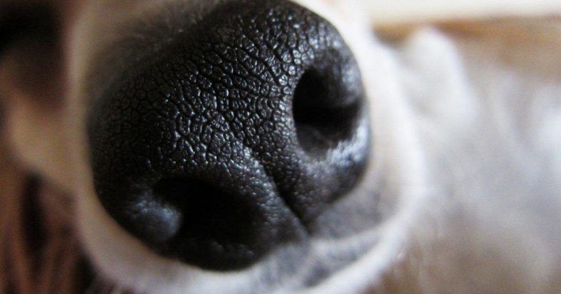 nariz de perro