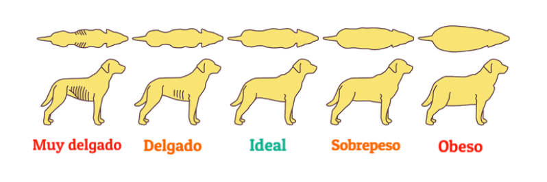 peso de los perros