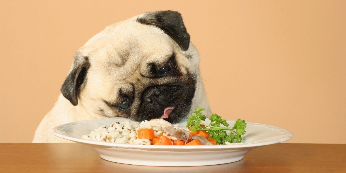 El mejor pienso para perros con problemas digestivos ðŸ¥‡