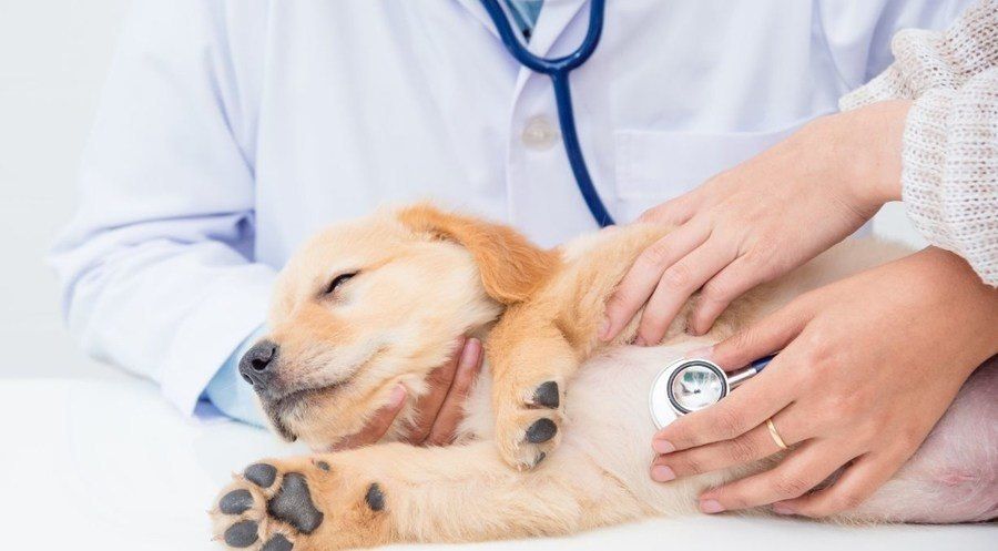 Parvovirus canino: Prevención, Diagnóstico y Tratamiento