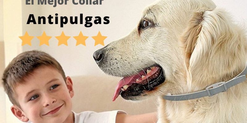 Mejor collar antipulgas para perros 🥇