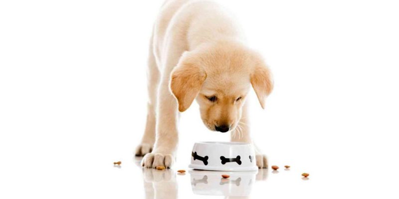 El mejor pienso para un labrador: clasificación y consejos útiles para comprar