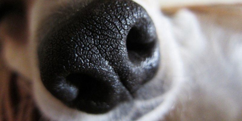 Juegos de olfato para perros