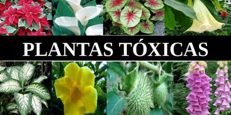 Plantas tóxicas para perros