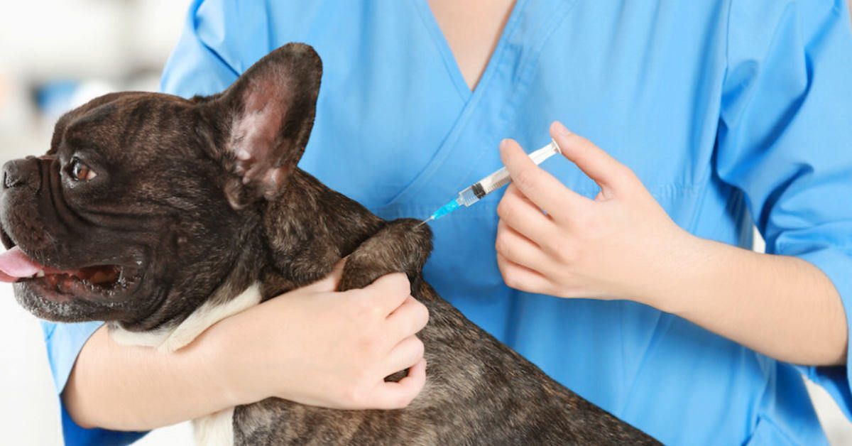 Veterinaria vacuna a perro de rabia