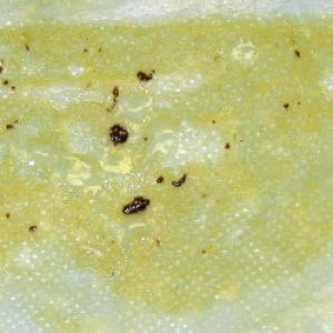 vomito perro amarillo sangre